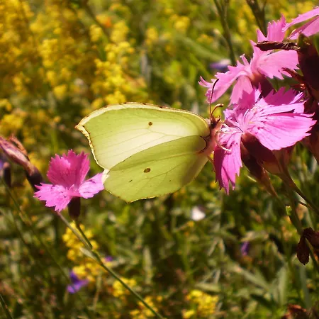 Aparthotel Le Bec De L'aigle *