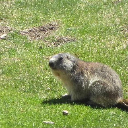 Le Bec De L'aigle Laveissière